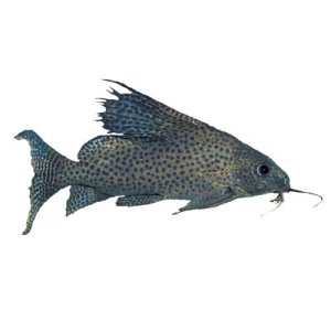 hi fin catfish/synodontis eupertus