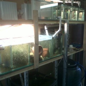 photo showing scubber,sump and fry tanks.