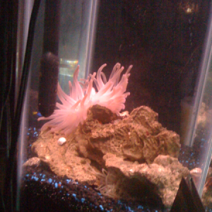 One of my anemones hiding