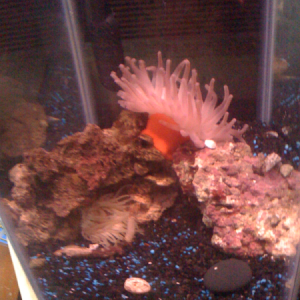 Anemone on the bottom making it's way through a hole I made for my fish lol