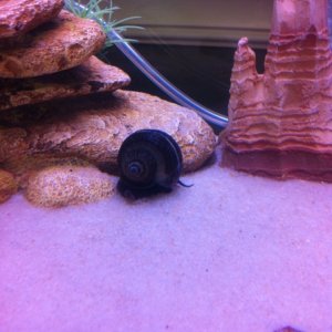 One of my many apple snails