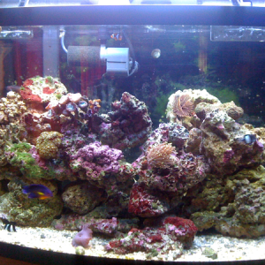 My 46 reef