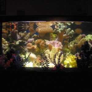 new background i greated for my 90 gallon tank led lighting opinions welcomed