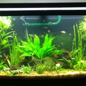 This is my tank in its curent state. Planted with pressureized CO2 and 3x54W T5HO 65kK.