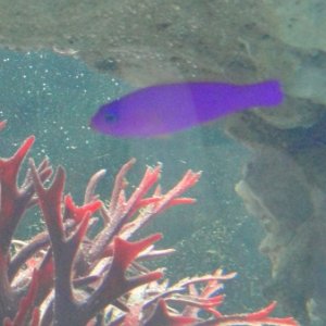 Strawberry Psudochromis RIP :(