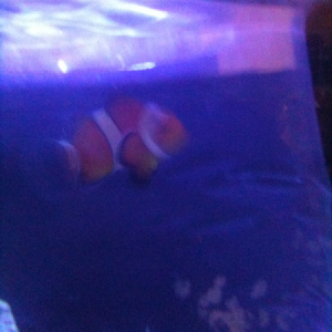 First fishy. Occelaris Clownfish!