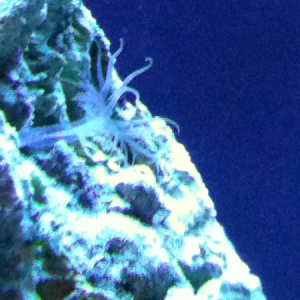 Stupid aiptasia that was growing in my tank..peppermint shrimp took care of that haha