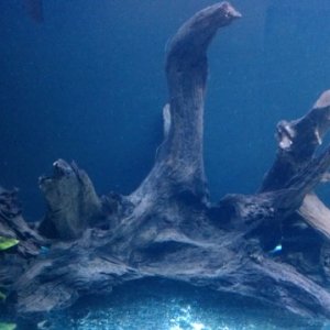 the center piece for my 100 gallon, consist of 4 pieces of driftwood