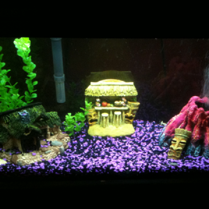 30 gal turtle and small cichlids