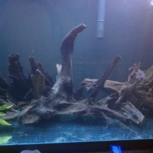 is there such thing as too much driftwood?