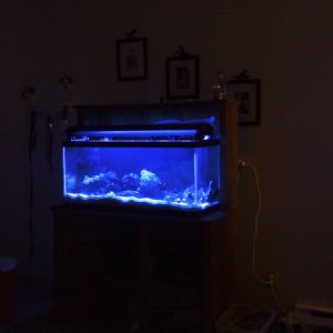 my tank from a distance with the actinics on,