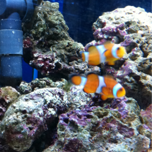 2 1/2 weeks later just bought the first fish a pair of clown fish..