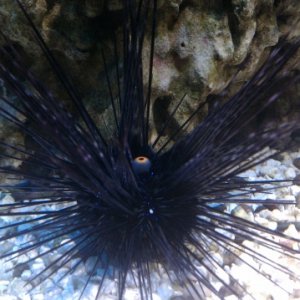 urchin