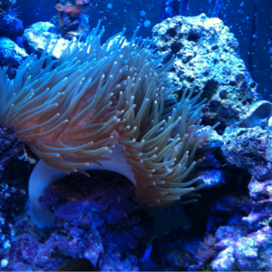 My bubble tip anemone. Got it when it was about 3 inches wide