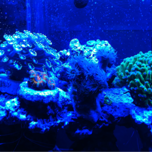 A few of my corals with my LEDs on