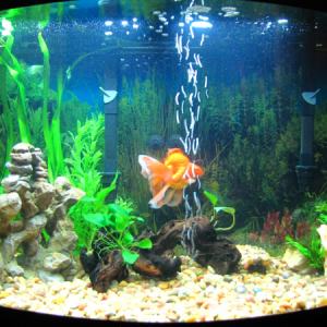 New light is a little intense (6500k T5HO).  Might need to get a different bulb.  Goldfish uprooted the watersprite, so rude.