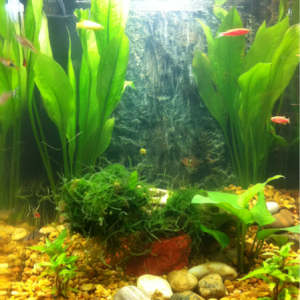 My tropical fish tank.
