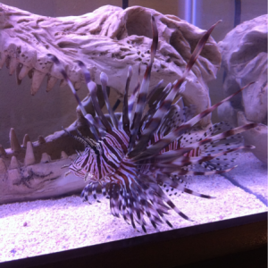 Old lionfish. He got too big :(
