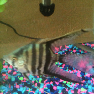 Rip zigzag 10/13/11 so sad he will be missed for sure!