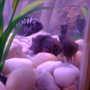 The Oscar and Black Convict cichlids hanging out.