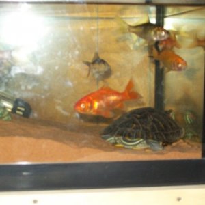 red eared slider with his goldfish