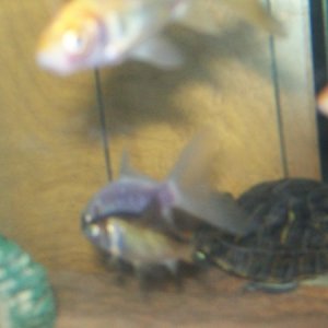 another pic of the red eared slider he is the newest addition to my aquatic pets as I have only had him for 5 months