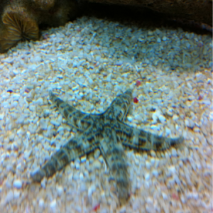 Sand sifter starfish