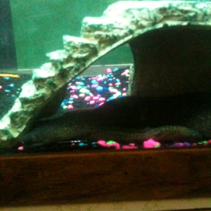 Drop dead Fred and junior our new baby eel!