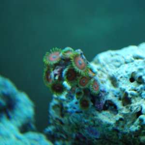 More Zoanthids