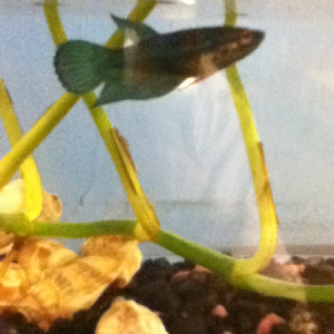 My female veil tale betta, today she soesn't have stripes 11/9/11