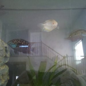 two jack dempseies and one golden gourami