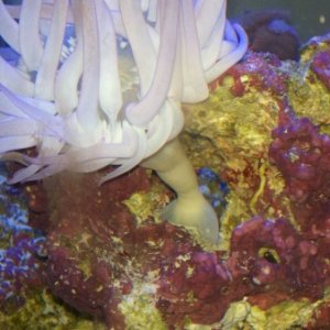 Sea Anemone with Live Rock
