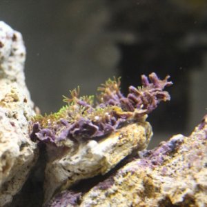 My first intentional coral. Bought a, put it int he tank, and then promptly forgot the name :-/