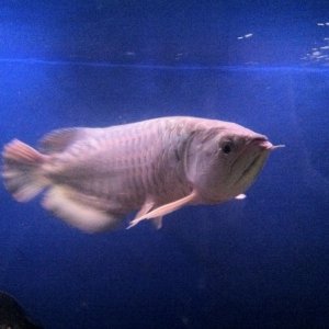 RTG commonly known as Red Tail Gold is my first Arowana - photo (28)