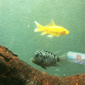My new convict cichlid he is great!!!