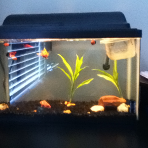 My tank with 4 red wag platy, sunset wag , and orange parrot chihlid. Homemade breeding tank too!