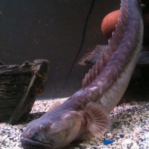 My dragon fish