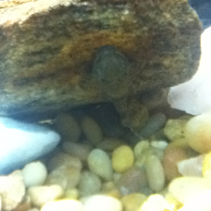 Mr.pleco hiding from other fishie.
