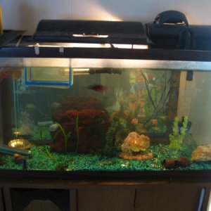 55-Gal bad picture but let me know what you think