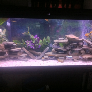 waiting for my cichlid stones to come in.. made these quick caves for a week or so