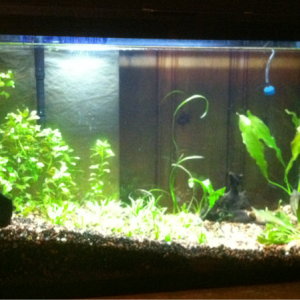 The new aquascape after fighting bba