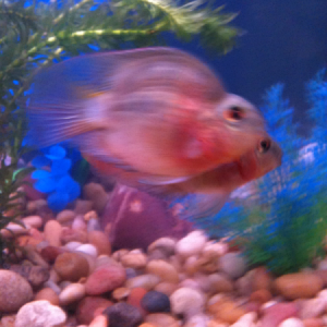 2 blood cichlids in 29 gallon til older then will be put in a larger tank. Srry for the blurr in the photo :/
