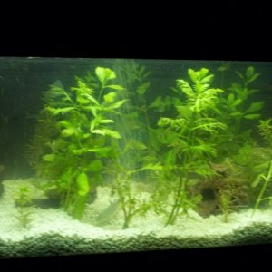 Same tank closer view, so far i will be using this tank mainly for plant propagation of various species until adequate size to transfer to other tanks