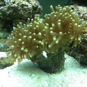 Torch Coral. Very happy in it's new home.