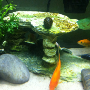 Goldies and Nerite eating