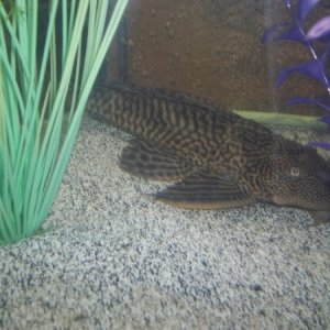 Another view of Plec
