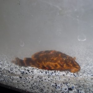 This little unidentified Plec is about 4"