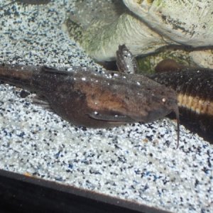 Banjo Catfish- 1 of 3