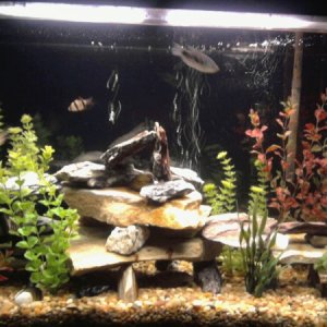 37g redone. Tiger Barbs, Common Pleco, Figure 8, Mollies, Gourami, Red Tailed Shark, Loaches