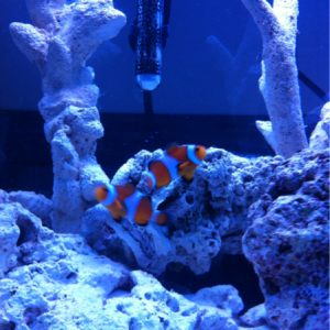 My first fish 2 clowns : Marlin & Nemo